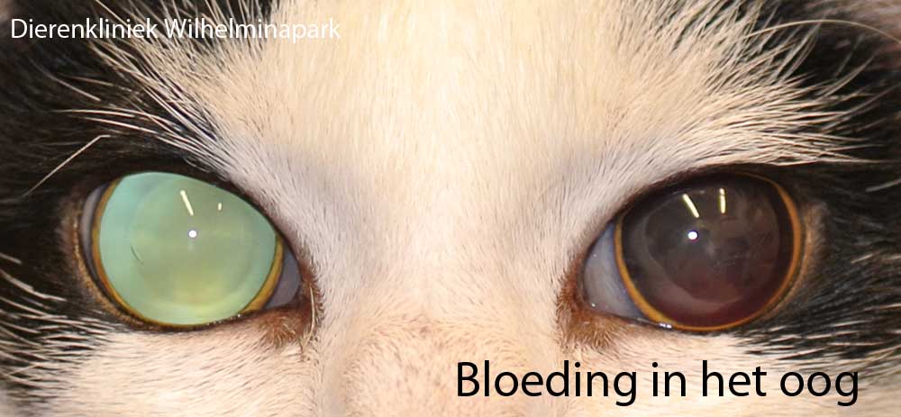 Een bloeding in het linkeroog tgv een te hoge bloeddruk bij een kat